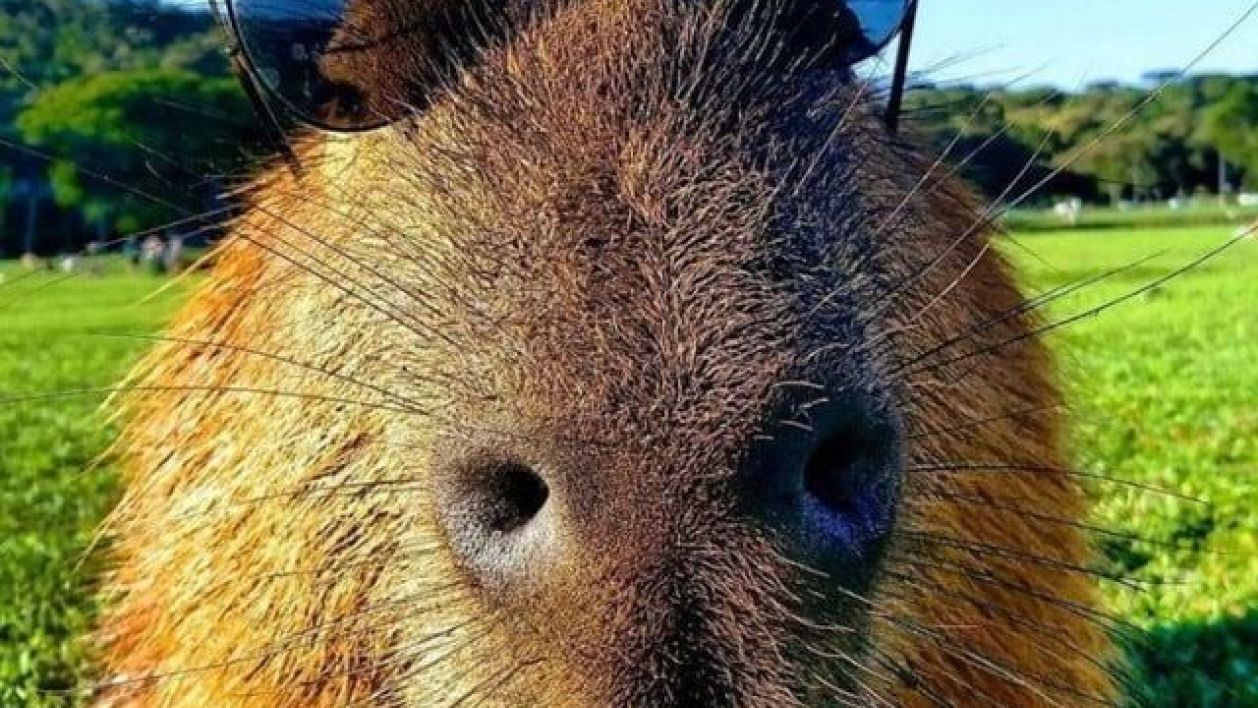 Capybara753